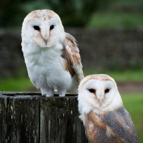  Barn Owls